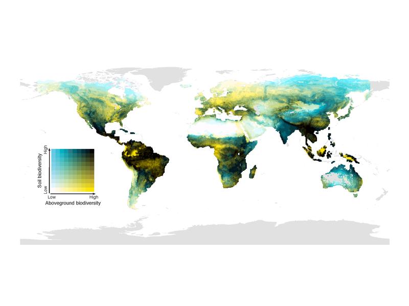 The global distribution of the overlap of biodiversity above the ground (mammals, birds, amphibians and plants) and below (soil invertebrates, fungi and bacteria). 