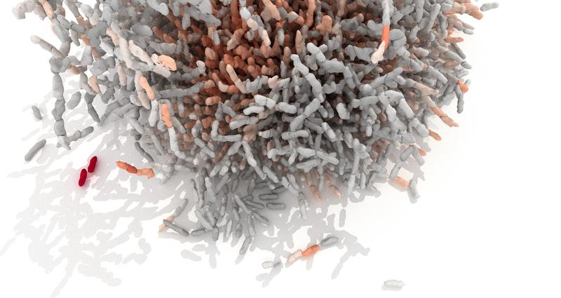 Biofilm von Vibrio cholerae, aufgenommen mit einem Konfokalmikroskop bei 100-facher Vergrößerung. Jede einzelne Zelle ist je nach Orientierung zu ihren Nachbarzellen eingefärbt. 