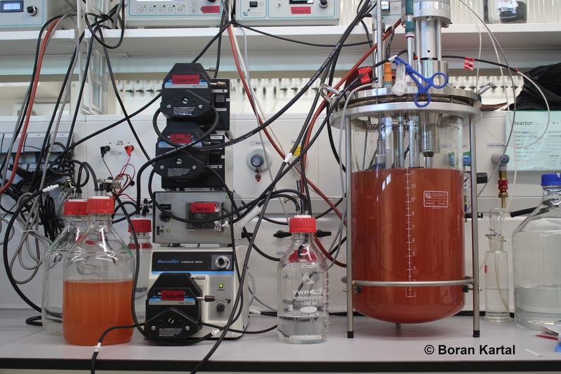 Einer der Bioreaktoren, mit denen Kartal und KollegInnen Zellen von K. stuttgartiensis im Labor züchteten. Die leuchtend rote Farbe entsteht durch eisenhaltige Cytochrom-C-Proteine in den Zellen.