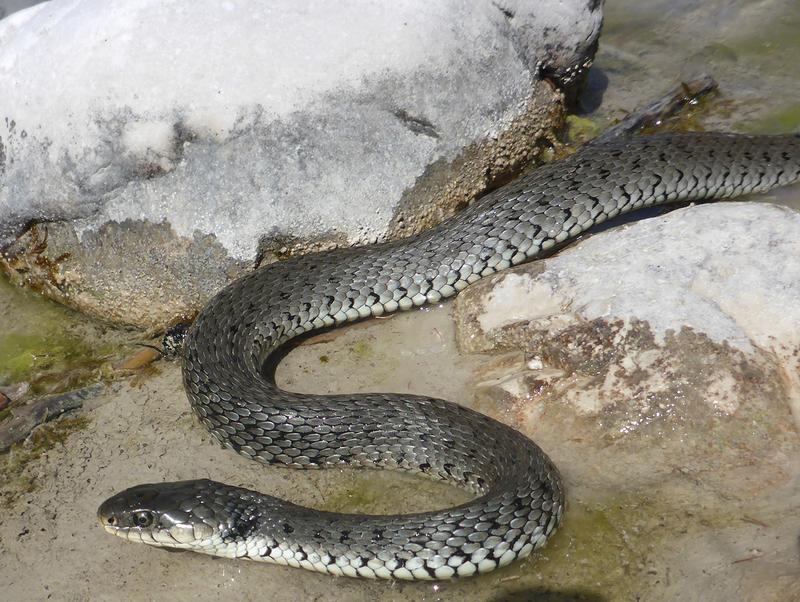 Alpen-Barrenringelnatter (Natrix helvetica) von der oberen Isar bei Mittenwald. 