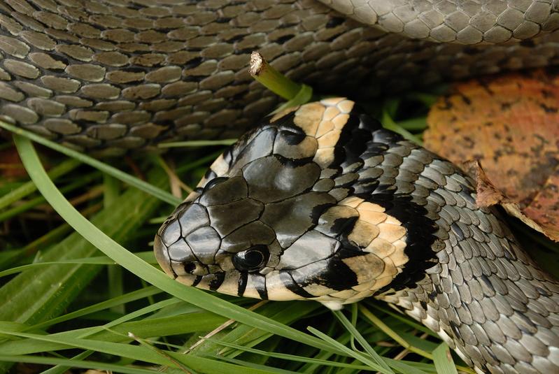 Typische Kopfzeichnung der in Bayern weit verbreiteten, "normalen" Ringelnatter (Natrix natrix).
