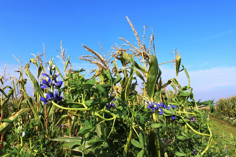 Gemischter Anbau von blau blühenden Anden-Lupinen mit Mais.