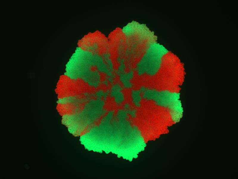 Biofilm mit räumlich strukturierten rot und grün fluoreszierenden Bacillus subtilis Zellen.