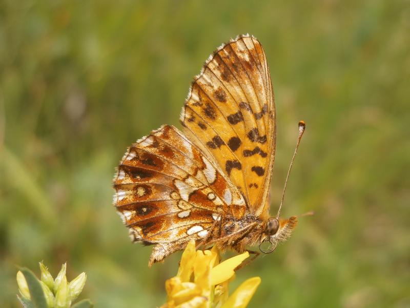 Der Magerrasen-Perlmuttfalter (Boloria dia) kann nur auf naturnahen Trockrasenflächen angetroffen werden und ist deshalb durch die landwirtschaftliche Intensivierung bedroht. 