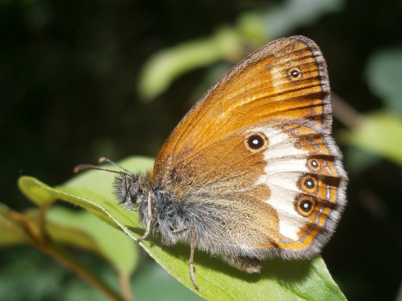 Der Perlgrasfalter (Coenonympha arcania), auch Weißbindiges Wiesenvögelchen genannt, benötigt eine strukturierte Kulturlandschaft mit Hecken und anderen Strukturelementen. 