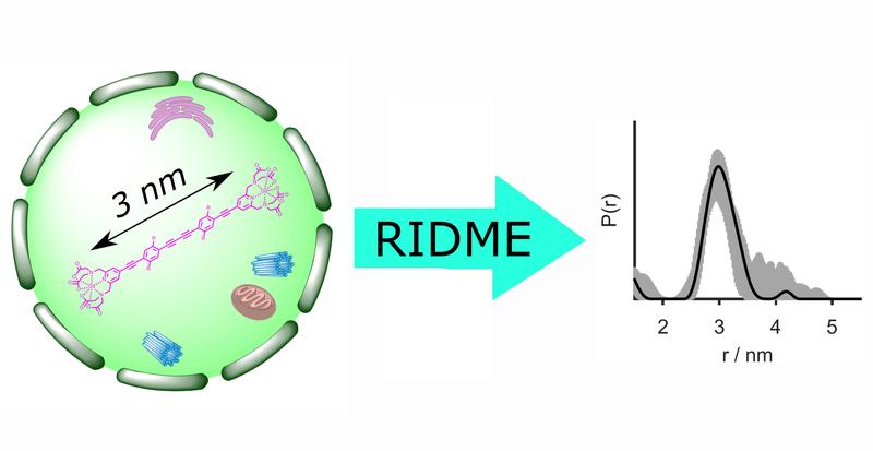 For the first time, the pulsed EPR technique RIDME (relaxation induced dipolar modulation enhancement) was utilized for distance measurements inside cells.