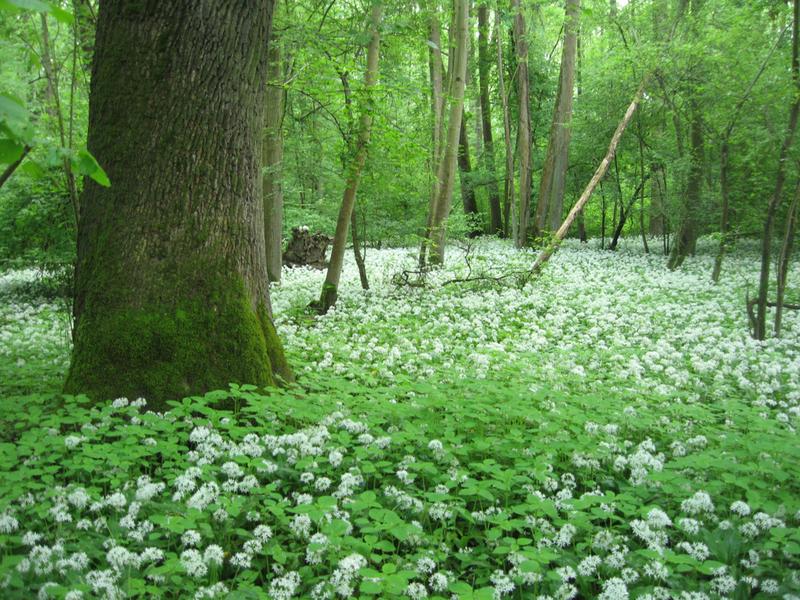 Von Eichen dominierter Auenwald. Foto: Albert Reif