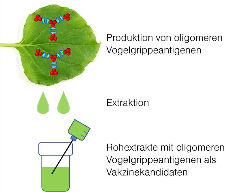 Produktion von Vogelgrippeantigenoligomeren in N. benthamiana-Blättern. 