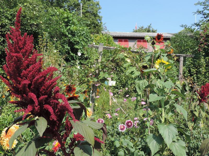 Artenreicher Schrebergarten am Stadtrand von Zürich.