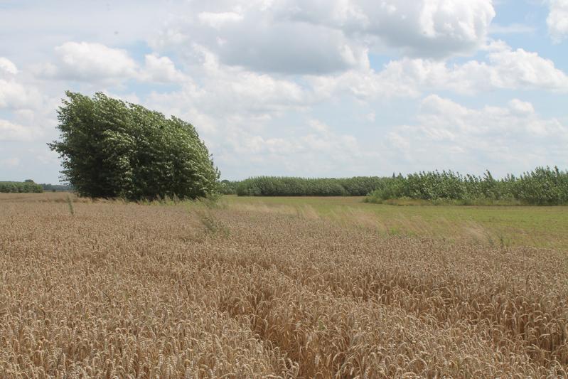 Die Bäume schützen Felder vor starkem Wind und verringern so den Bodenabtrag.