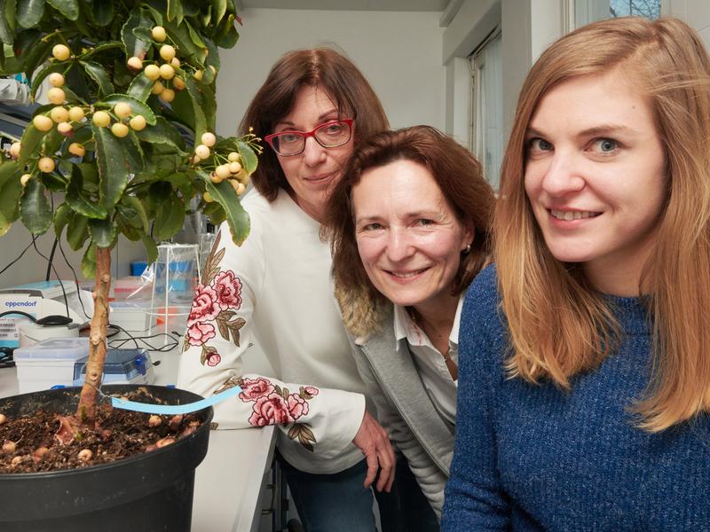 Mit Korallenbeere: das Forscherinnenteam um Prof. Evi Kostenis (Mitte), Prof. Dr. Gabriele M. König (links) und Suvi Annala (rechts) am Institut für Pharmazeutische Biologie der Universität Bonn