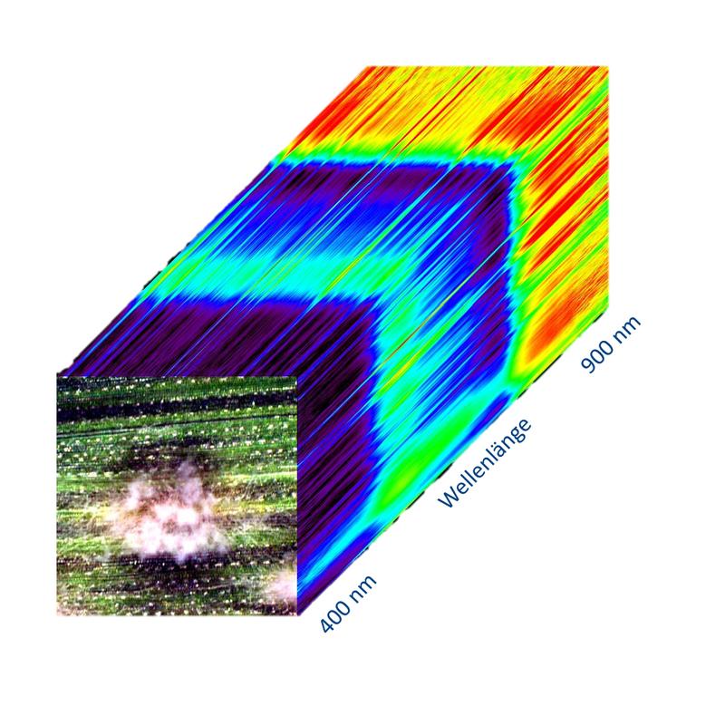 Hyperspektrales Bild eines am Echten Mehltau erkrankten Gerstenblattes.