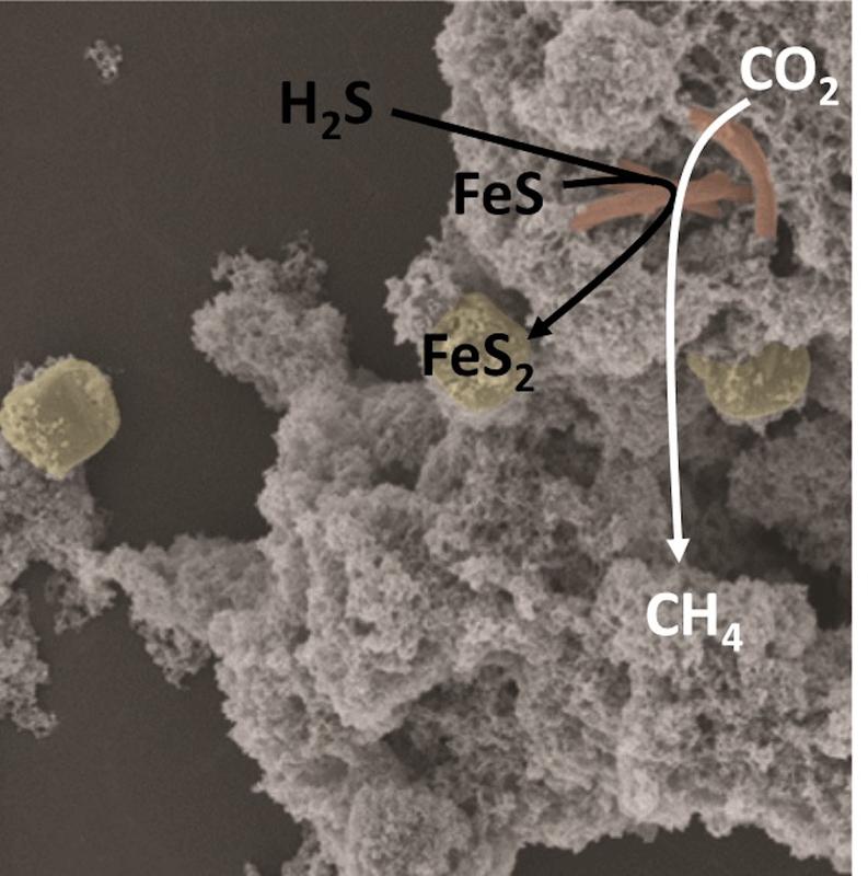 Electron microscopy image of a pyrite forming culture enriched from a wastewater treatment plant. Microbial cells are highlighted in red and pyrite crystals in yellow.