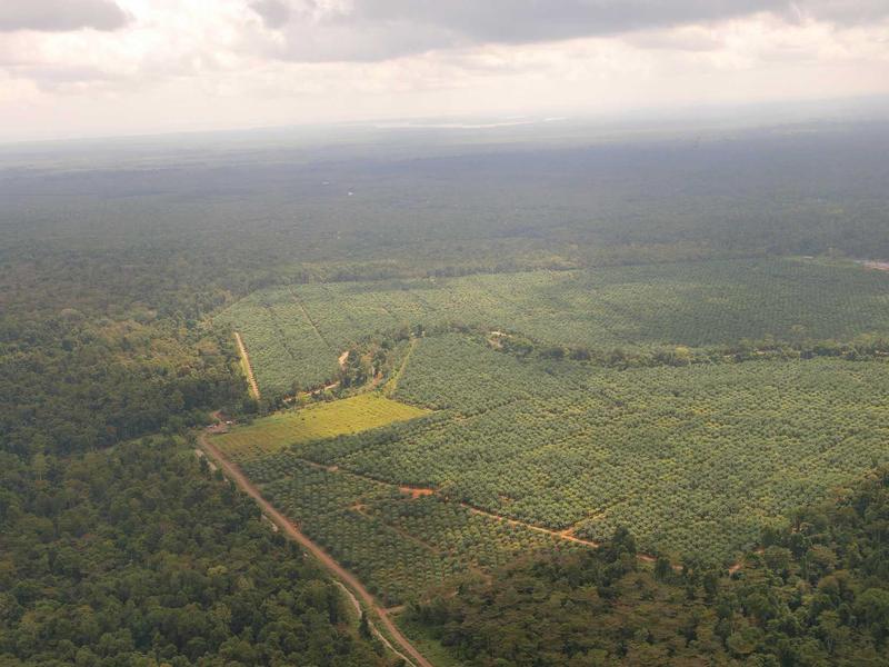 Palm oil plantation and Rainforest Kulamba - Tabin corridor