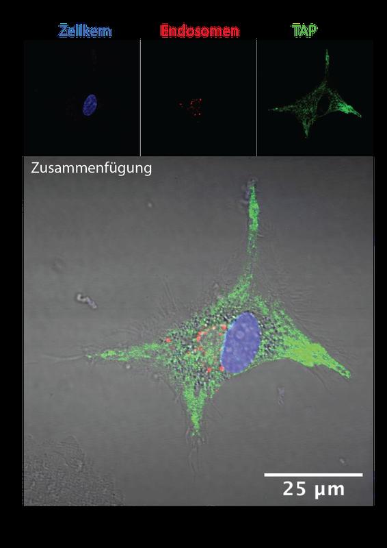 Mikroskopische Aufnahme einer dendritischen Zelle, die TAP als Fusionsprotein gekoppelt an GFP (grünfluoreszierendes Protein) exprimiert. Endosomen sind rot und der Zellkern ist blau gefärbt.