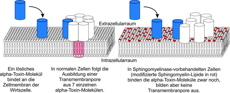 Die Wirkung der enzymatischen Vorbehandlung der Zellen auf die Porenbildung durch alpha-Toxin