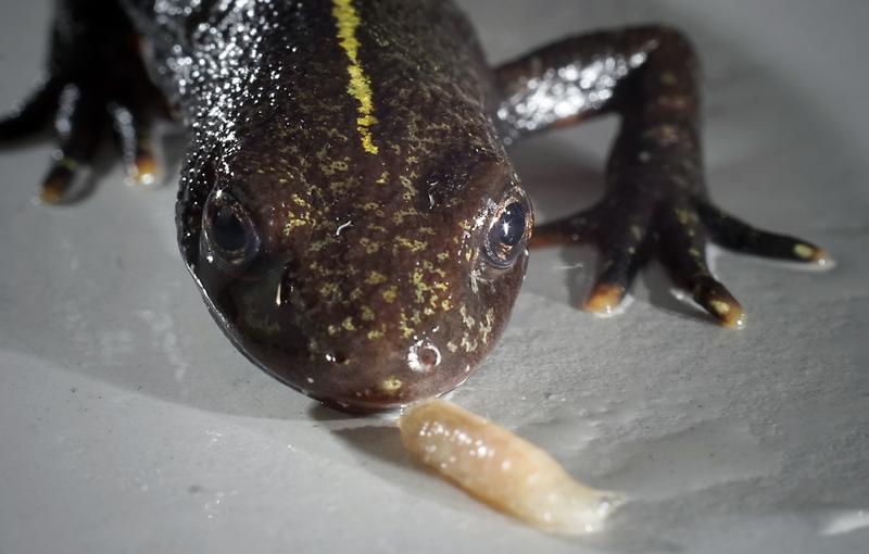 Wenn der Alpen-Kammmolch (Triturus carnifex) die Made frisst, dann kaut er sie mit seiner Gaumenbezahnung.