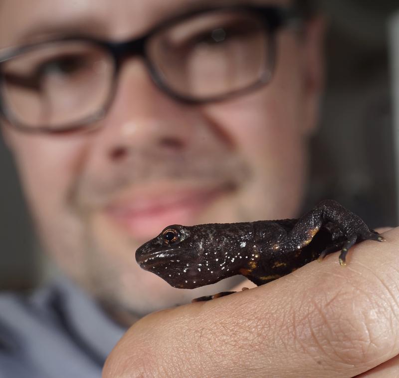 Dr. Egon Heiss von der Universität Jena mit einem Alpen-Kammmolch (Triturus carnifex), dessen Kauverhalten untersucht wurde.