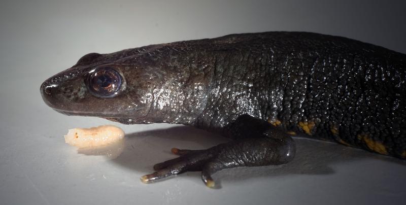 When the Italian Crested Newt (Triturus carnifex) eats the grub, it chews it with its palatal teeth.