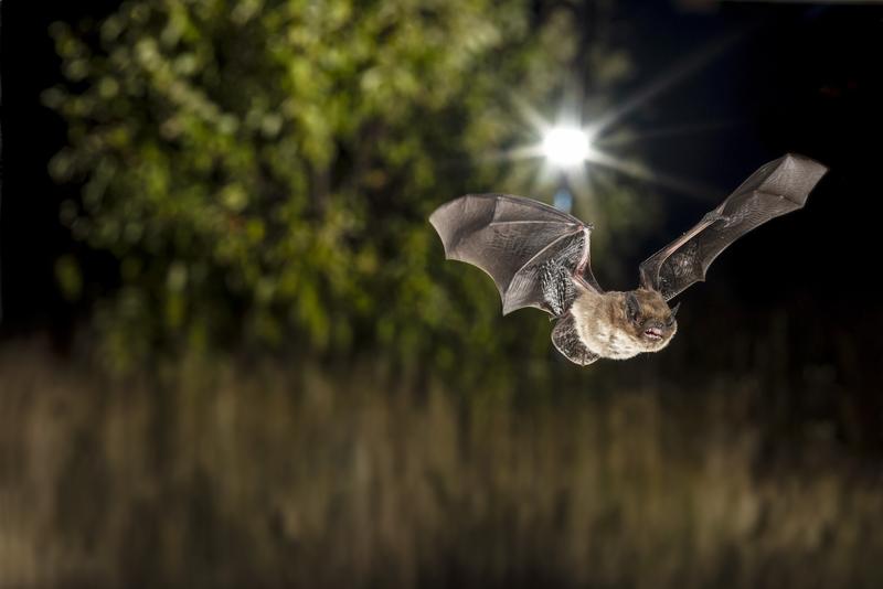 Rauhautfledermaus (Pipistrellus nathusii)