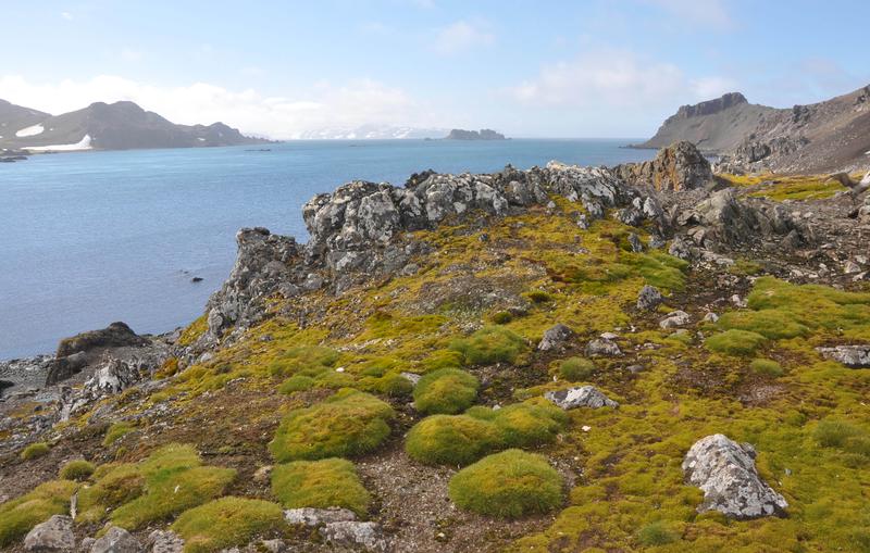 Immer größere Gebiete in der Antarktis rund um die Forschungsstation Bellingshausen auf King George Island sind von Gras bedeckt, wie Forscherinnen und Forscher der Uni Jena beobachten.