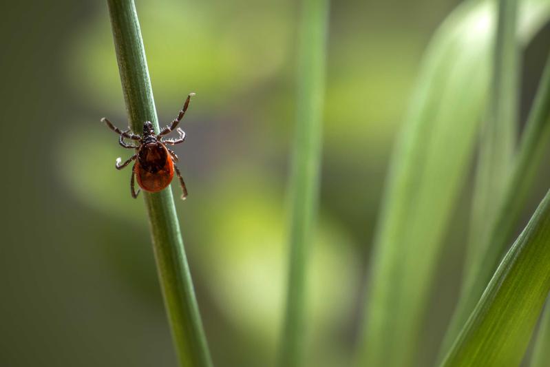 Die Ixodes-Zecke überträgt die Lyme-Borreliose, die nun dank Fraunhofer Forscher früher entdeckt und behandelt werden kann