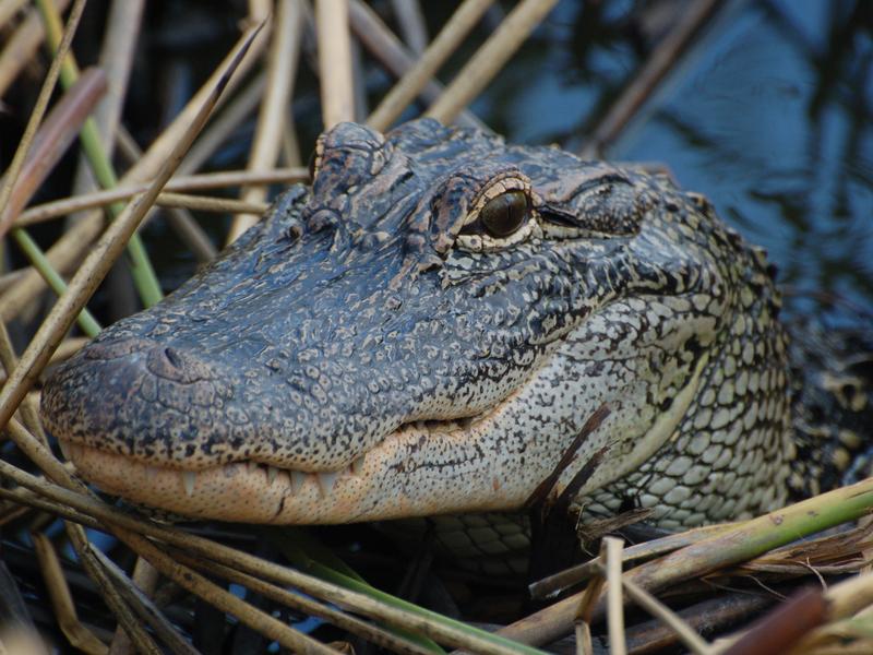 Krokodile nutzen neuronale Karten, um die Richtung einer Schallquelle zu orten.