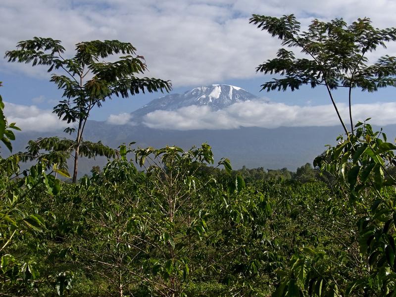 Coffee agriculture in the highlands of Mount Kilimanjaro: Tropical mountains provide good insights into the impact of agriculture and climate on biodiversity.
