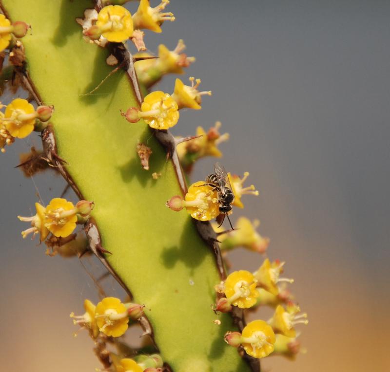 Ecosystem functions like plant pollination are strongly altered by land use intensification. 