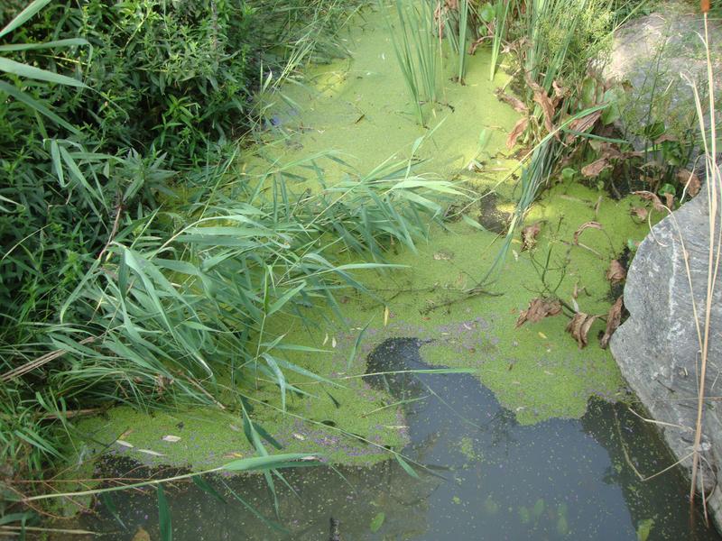 Die Wasserlinse, auch Entengrütze genannt. Von ihr nahmen Forscher Proben aus 68 Gewässern weltweit.