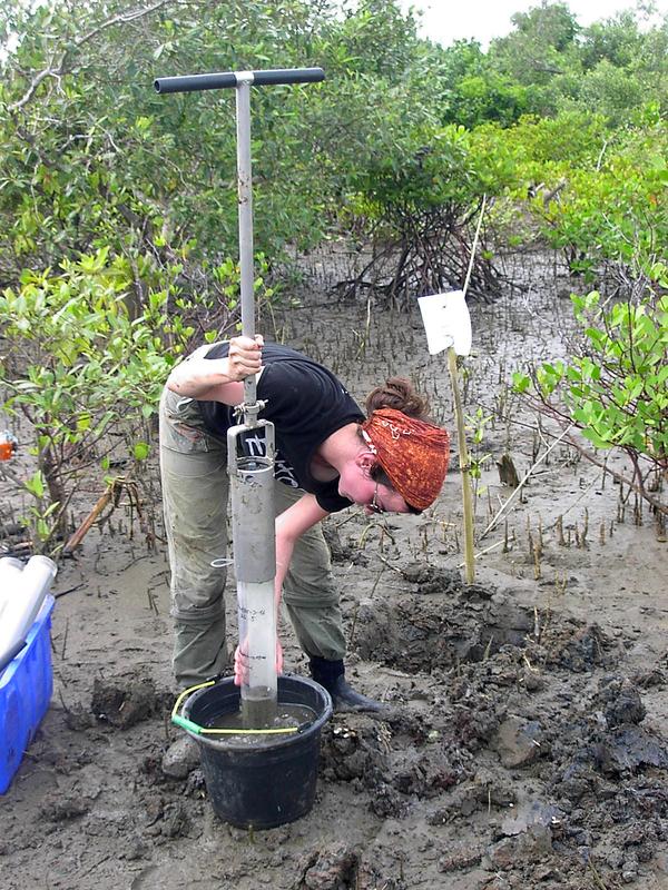 Entnahme eines Sedimentkernes in der Mangrove im Osten der Segara Anakan Lagune, Indonesien