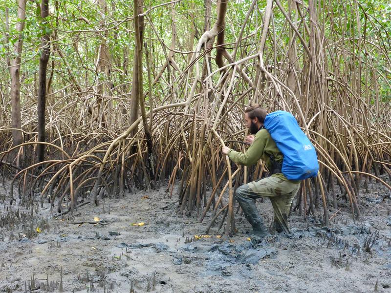 Deep mud layers make walking in a mangrove difficult, here in Brazil