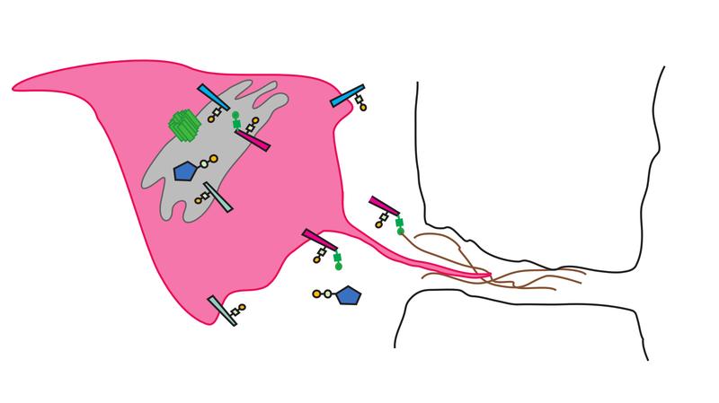 Minerva (in green) regulates how T-antigen (in yellow) is added to macrophages (in pink) in fruit flies