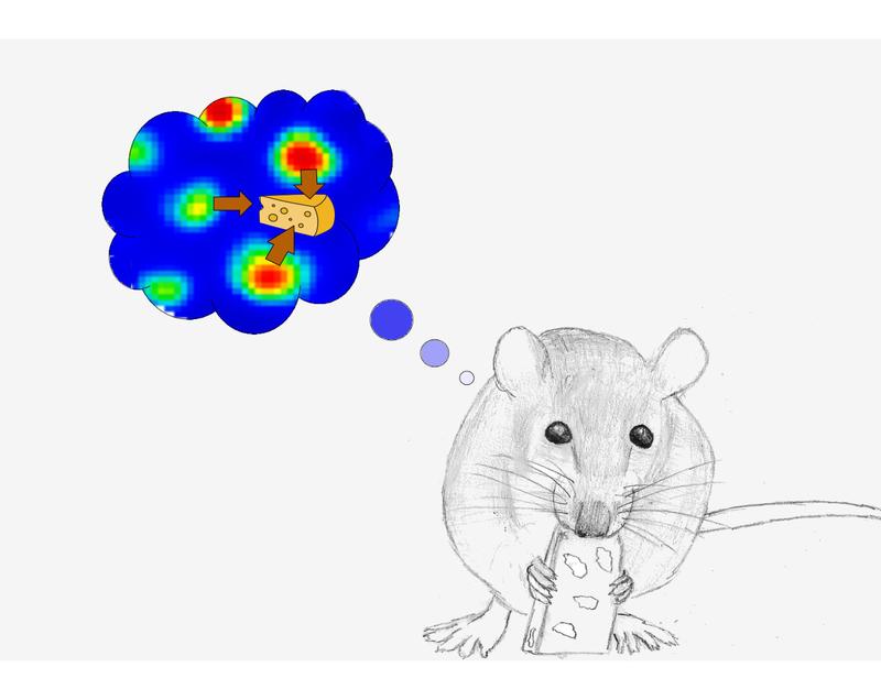 Grid cell fields shift towards the location of a hidden food reward. No cheese was used in the actual experiments! 