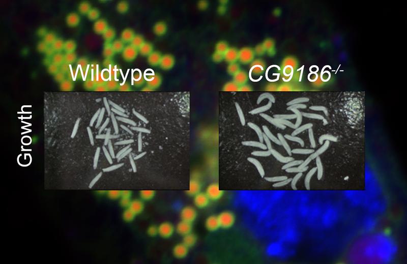 Normale Fruchtfliegenlarven (links) und Knockout-Larven ohne das CG9186-Protein (rechts): Die Knockout-Larven sind erkennbar größer, auch wenn die Nährstoffversorgung mangelhaft ist.