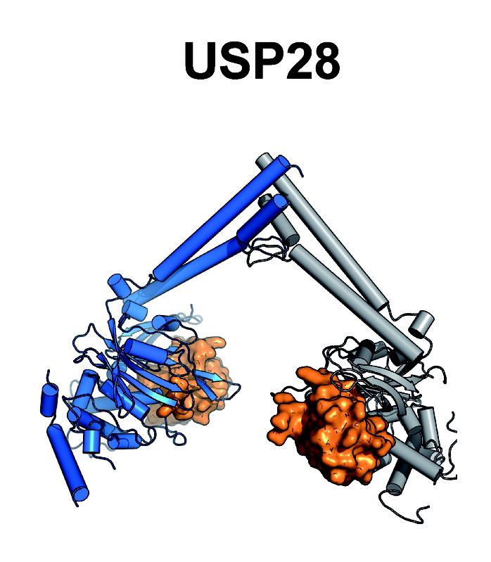 Struktur der katalytischen Domäne von USP28. Diese liegt als Dimer aktiv in der Zelle vor und kann jederzeit sein Substrat Ubiquitin (orange) binden und verarbeiten. 