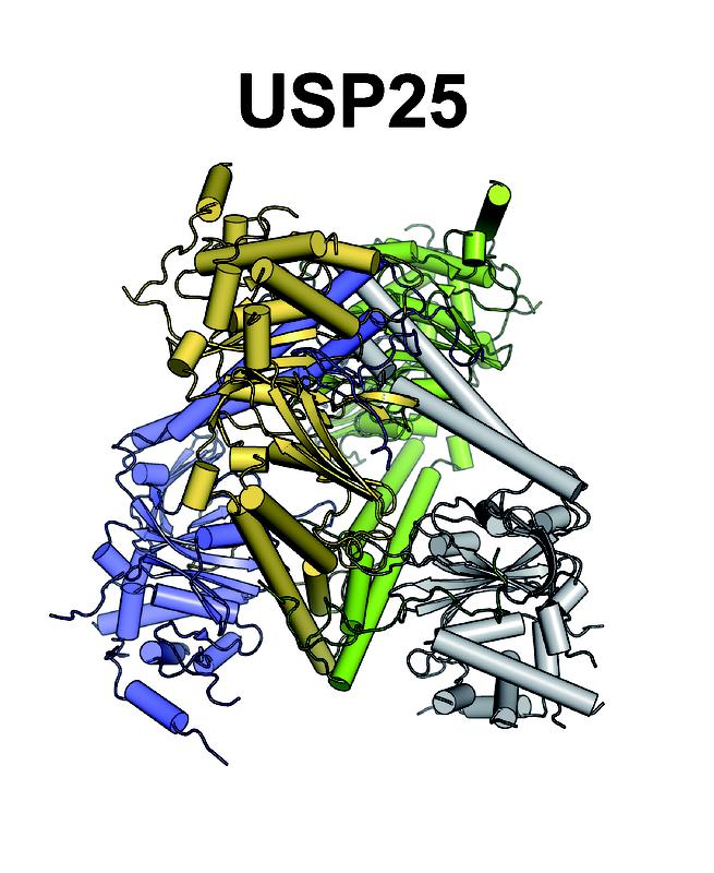 Struktur der katalytischen Domäne von USP25. Diese liegt in der Zelle als Tetramer vor, zusammengesetzt aus zwei Dimeren (blau/grau & gelb/grün), und verhindert somit die Bindung des Substrats.