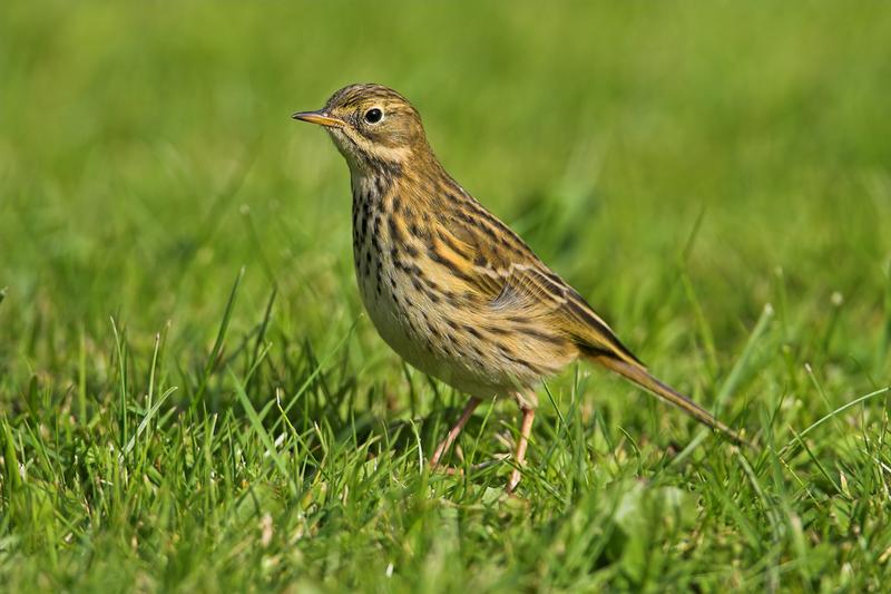 Die Anzahl insektenfressender Vögel ist seit 1990 europaweit um 13 Prozent gesunken. Darunter sind auch der Wiesenpieper...