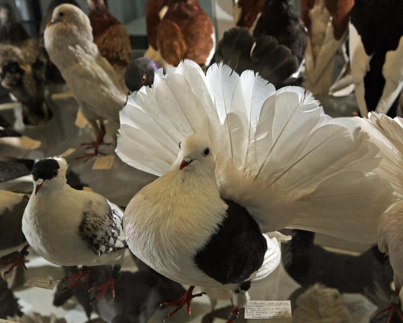 Evolution ist überall - Beispiel: Tauben; hier ausgestellt im Phyletischen Museum der Universität Jena.