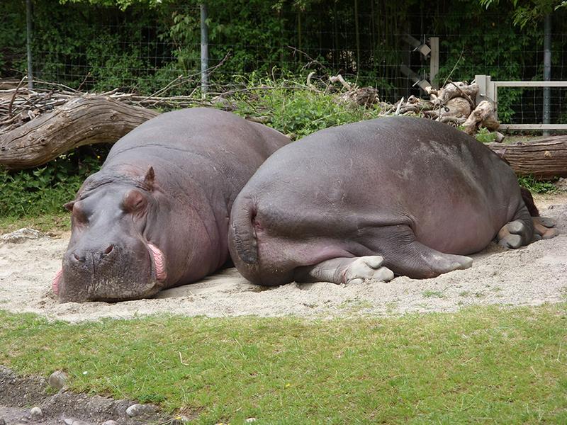 Hippos lie on their side, but also on their chest. 