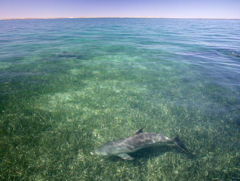 Delfine schwimmen über das Seegras. 