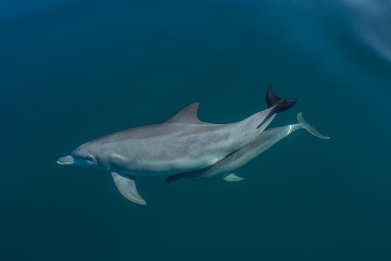 Delfinmutter mit Kalb in Shark Bay 