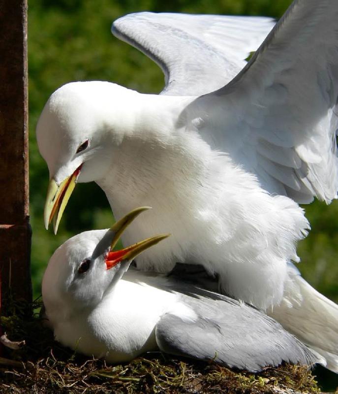 Copulating pair of kittiwakes