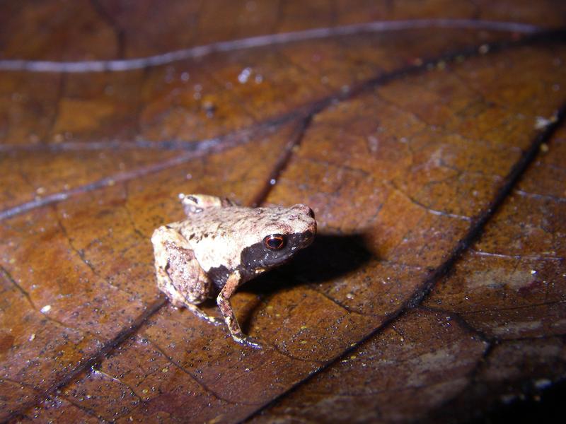 Mini mum lives in the leaf litter in the fragmented lowland forest along Madagascar’s east coast.