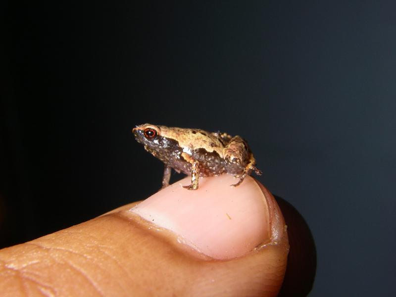 An adult male Mini mum, one of the world’s smallest frogs, rests on a fingernail with room to spare.