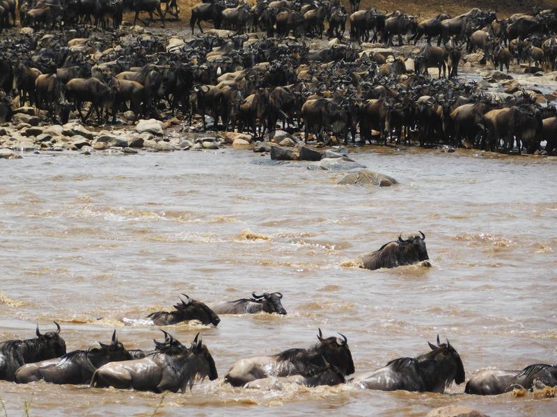 Wandernde Gnus überqueren den Mara River – künftig wohl ein immer seltenerer Anblick