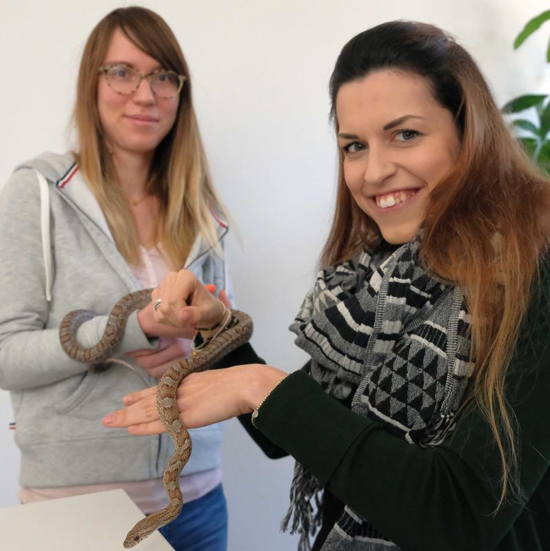 Die Psychologinnen Roxanne Sopp (l) und Sarah Schäfer erforschen mithilfe der Kornnatter Isolde die Schlangenangst.