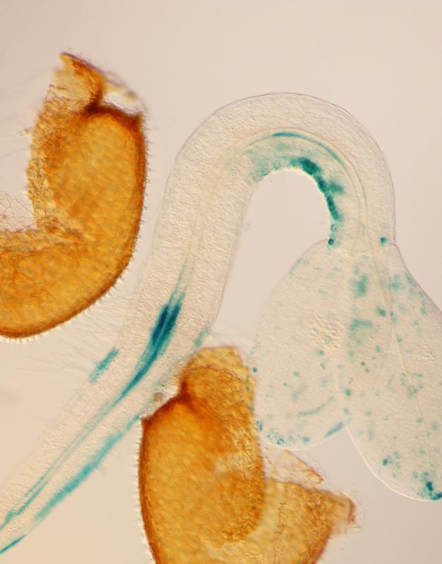 Increased auxin accumulation (blue areas) in the concave side of the apical hook of Arabidopsis thaliana