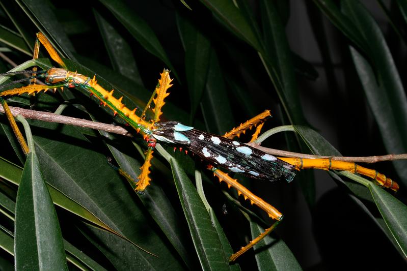 Das Männchen von Achrioptera maroloko zeigt eine gelb-schwarze Warnfärbung.