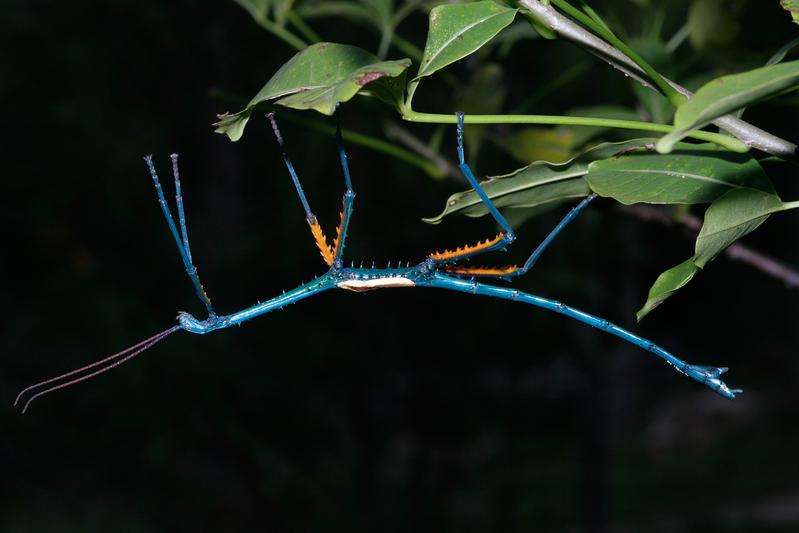 Männchen von Achrioptera manga, das blaue Wunder aus Madagaskar.